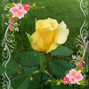 Meet your Posher, Kathy